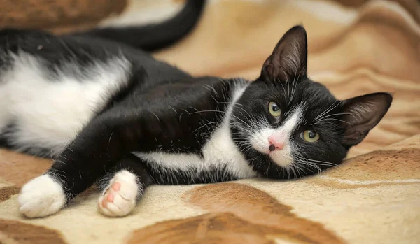 Short-haired black and white cat — Stock Photo, Image