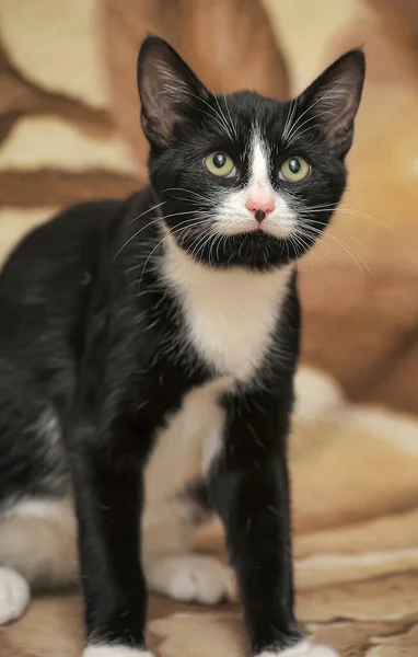 Gato preto e branco de pêlo curto — Fotografia de Stock