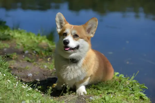 Vörös corgi a tó közelében — Stock Fotó