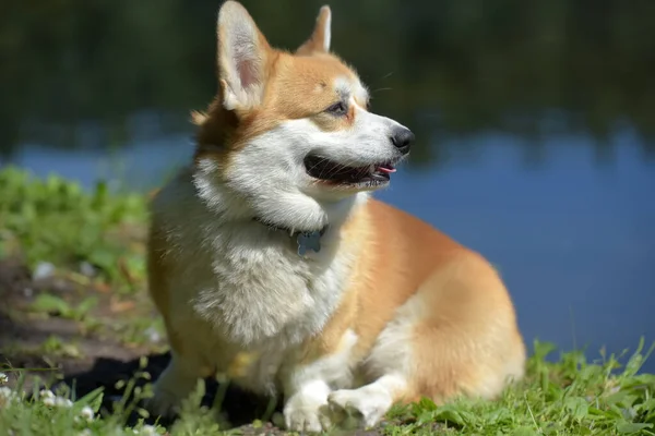 Red corgi near the lake — 스톡 사진