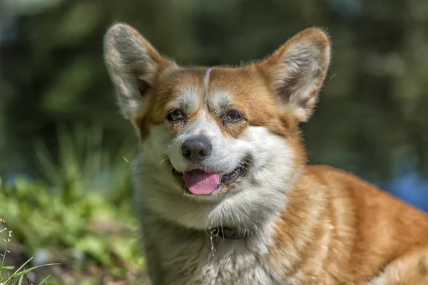 Vörös corgi a tó közelében — Stock Fotó