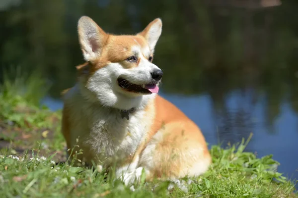 Göl kenarındaki kırmızı Corgi. — Stok fotoğraf