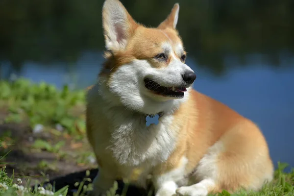 Vörös corgi a tó közelében — Stock Fotó