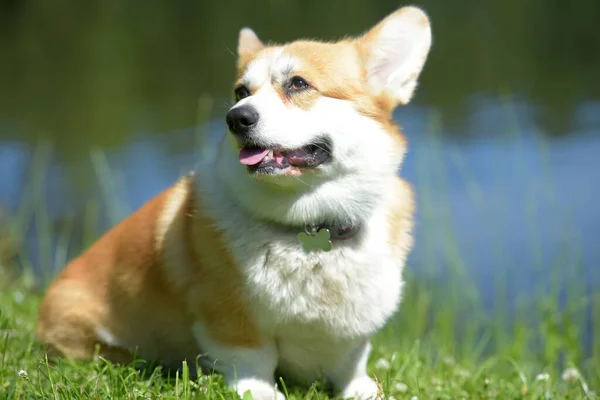 Vörös corgi a tó közelében — Stock Fotó