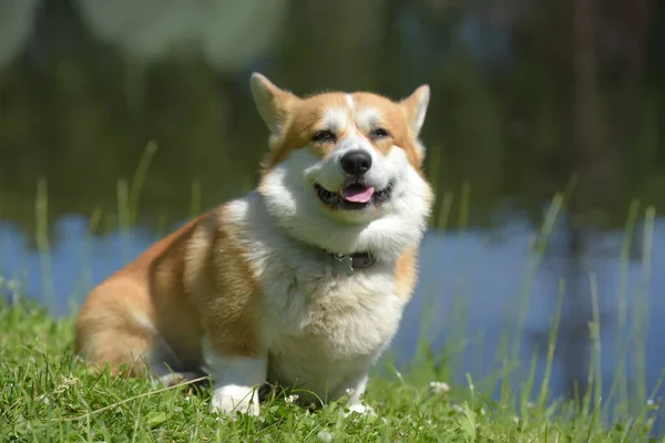 Corgi vermelho perto do lago — Fotografia de Stock