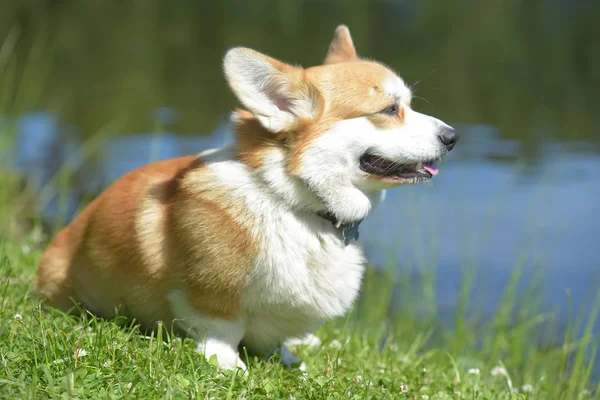 Corgi rossi vicino al lago — Foto Stock