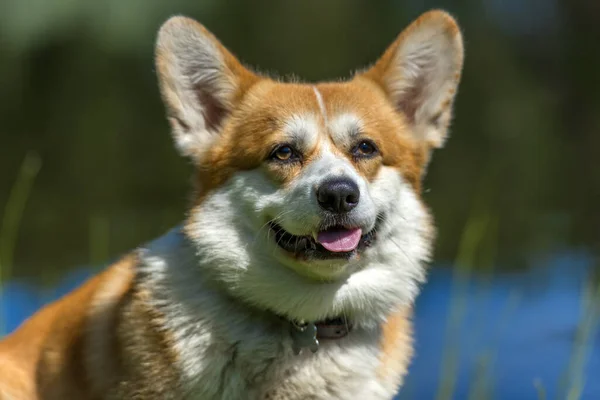 Corgi vermelho perto do lago — Fotografia de Stock