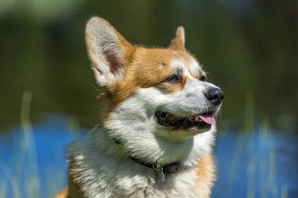 Corgi vermelho perto do lago — Fotografia de Stock