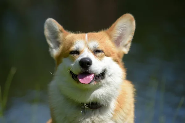 Red corgi near the lake — Stock Photo, Image