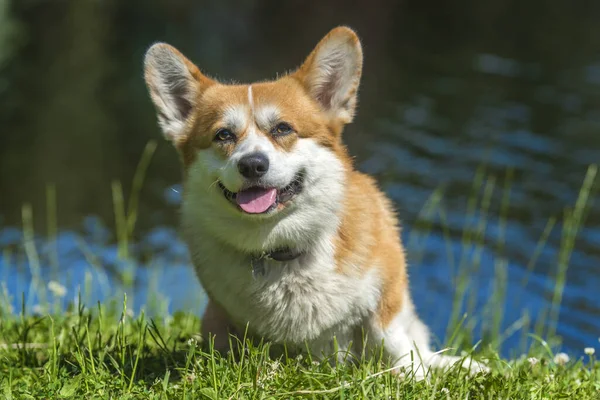 Czerwone corgi w pobliżu jeziora — Zdjęcie stockowe