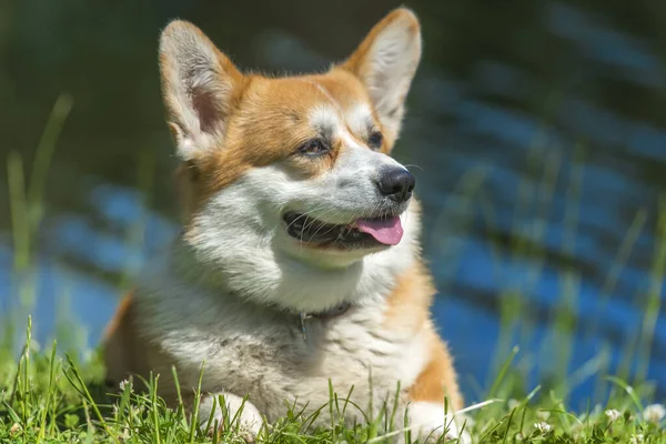 Red corgi near the lake — Stock Photo, Image