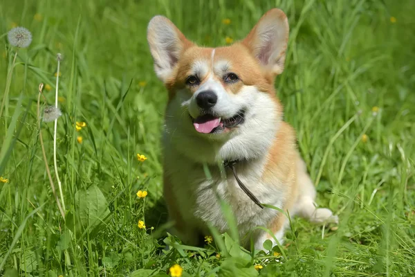 Yeşil çimenlerin arasında kırmızı Corgi — Stok fotoğraf