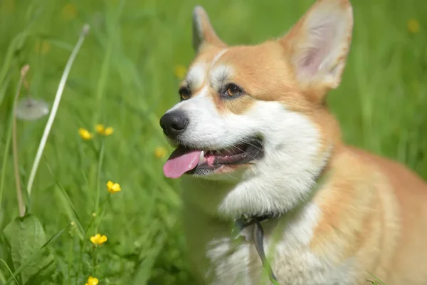 Red corgi among green grass — Stock Photo, Image