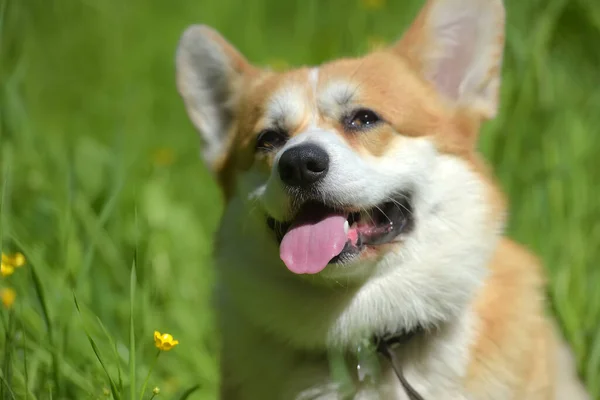 Corgi rojo entre hierba verde —  Fotos de Stock