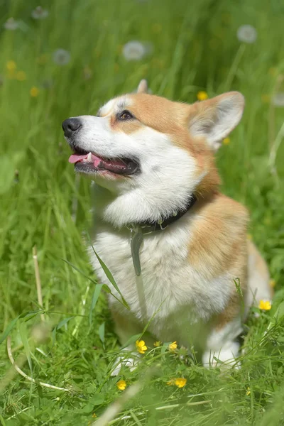 Corgi vermelho entre grama verde — Fotografia de Stock