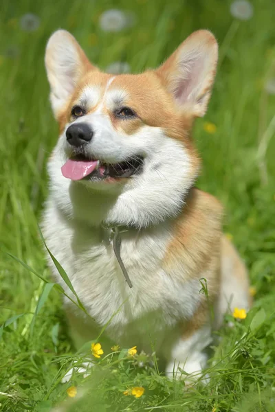 Corgi vermelho entre grama verde — Fotografia de Stock