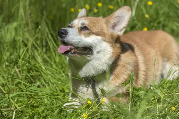 Corgi rojo entre hierba verde —  Fotos de Stock