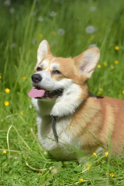 Corgi vermelho entre grama verde — Fotografia de Stock