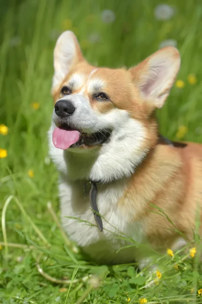 Corgi vermelho entre grama verde — Fotografia de Stock