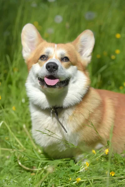 Corgi vermelho entre grama verde — Fotografia de Stock