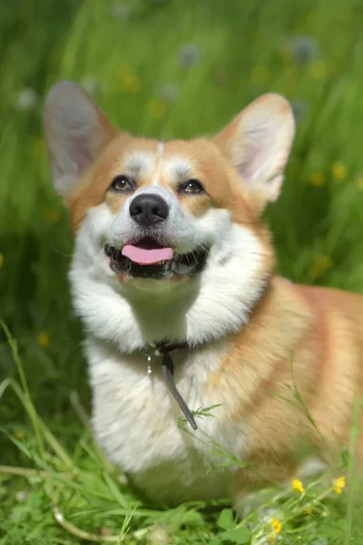 Corgi vermelho entre grama verde — Fotografia de Stock