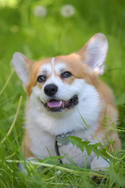 Corgi vermelho entre grama verde — Fotografia de Stock