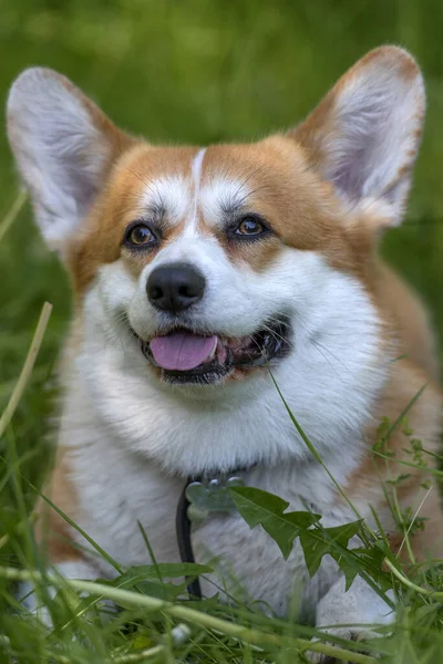 Corgi vermelho entre grama verde — Fotografia de Stock