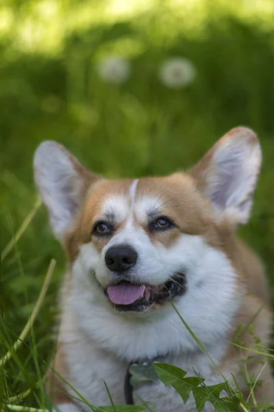 Red corgi among green grass — 스톡 사진