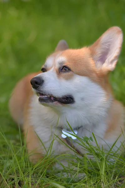 Red corgi among green grass — Stock Photo, Image