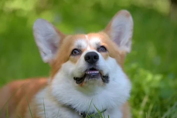 Corgi vermelho entre grama verde — Fotografia de Stock