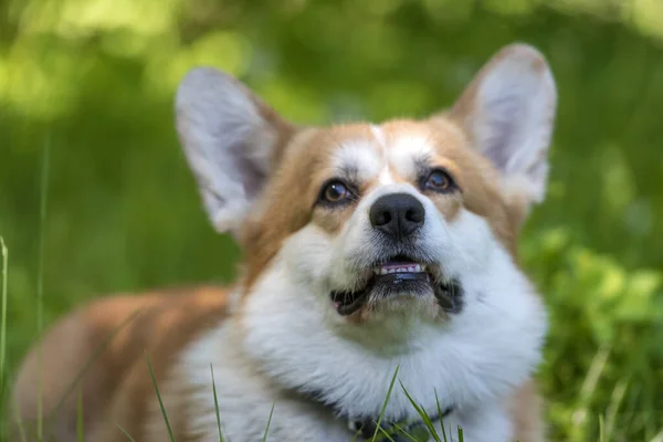 Corgi rojo entre hierba verde —  Fotos de Stock