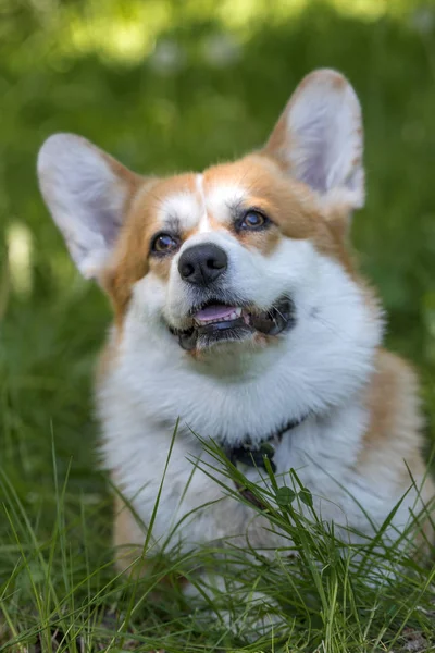 Red corgi among green grass — Stock Photo, Image