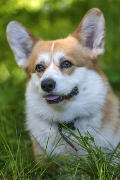 Red corgi among green grass — Stock Photo, Image