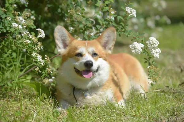 Corgi tussen bloeiende lentestruiken — Stockfoto