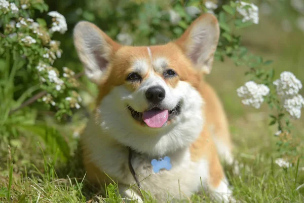 Corgi mezi kvetoucími jarními keři — Stock fotografie