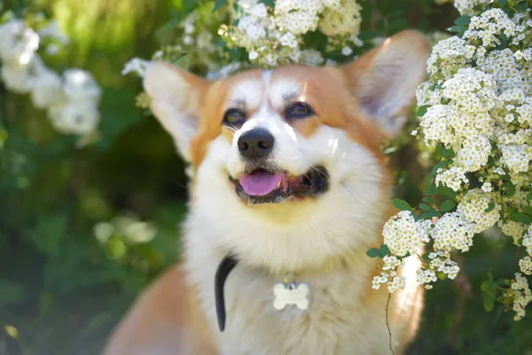 Corgi entre arbustos de primavera floridos — Fotografia de Stock