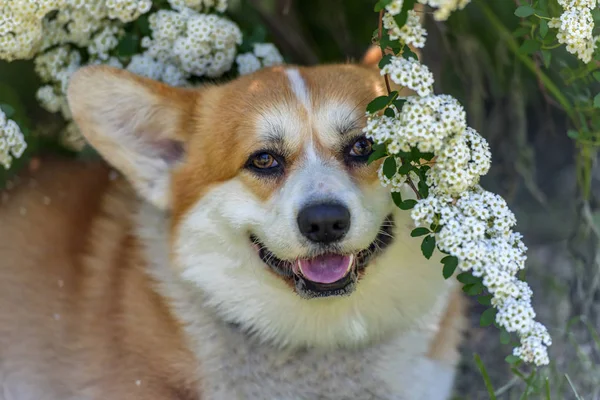 Corgi wśród kwitnących krzewów wiosennych — Zdjęcie stockowe