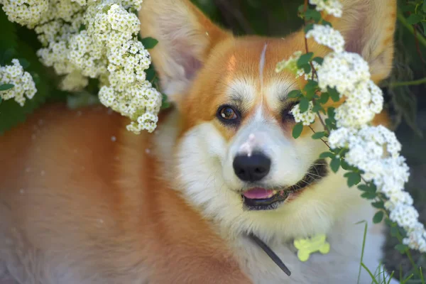 Corgi antara semak-semak musim semi berbunga — Stok Foto