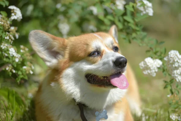 Çiçekli bahar çalılarının arasında Corgi — Stok fotoğraf