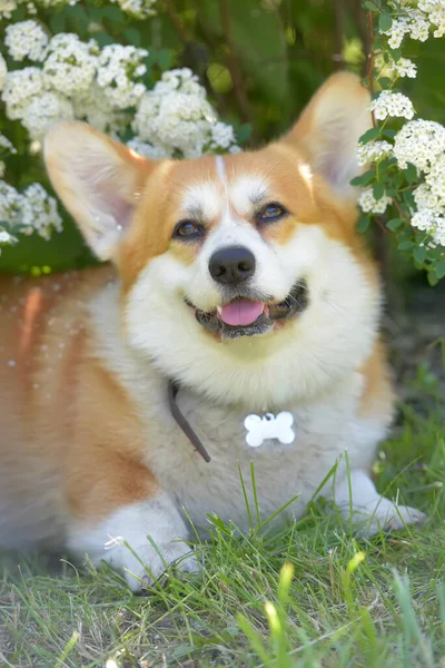 Corgi entre arbustos de primavera floridos — Fotografia de Stock