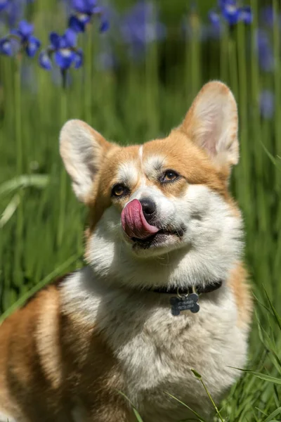 Červené corgi mezi kvetoucími duhovkami — Stock fotografie