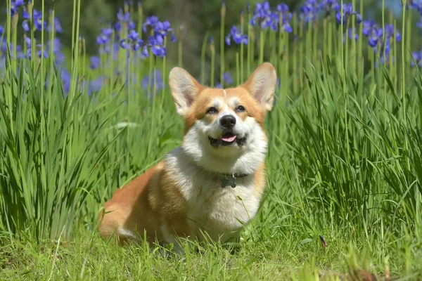 Vörös corgi a virágzó íriszek között — Stock Fotó