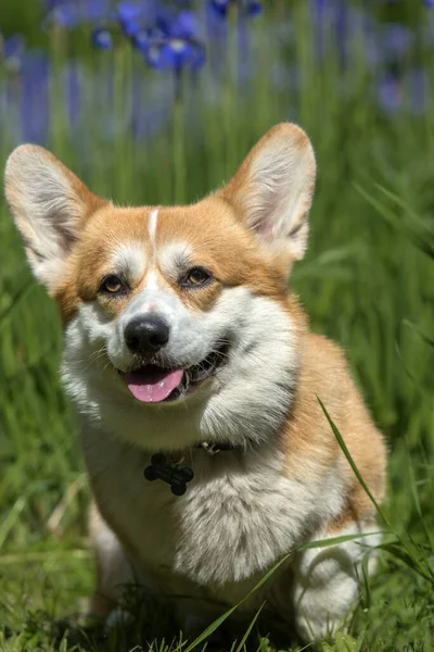 Červené corgi mezi kvetoucími duhovkami — Stock fotografie