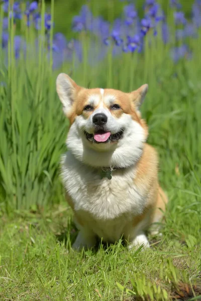 Red corgi among blooming  irises — 스톡 사진