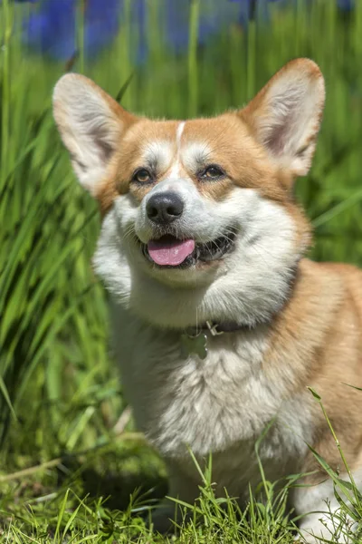 Corgi rouge parmi les iris en fleurs — Photo