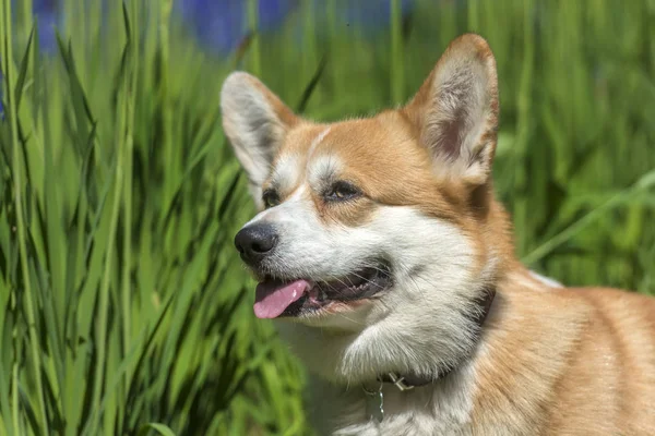 Vörös corgi a virágzó íriszek között — Stock Fotó