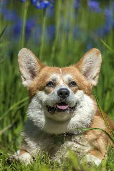 Çiçek açan irislerin arasında kırmızı Corgi — Stok fotoğraf