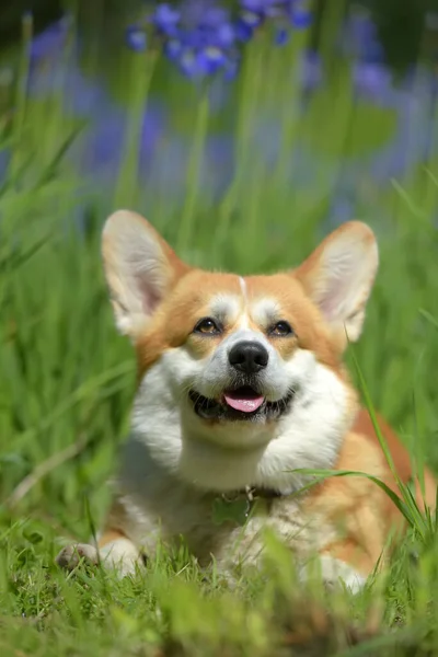 Red corgi among blooming  irises — Stock Photo, Image