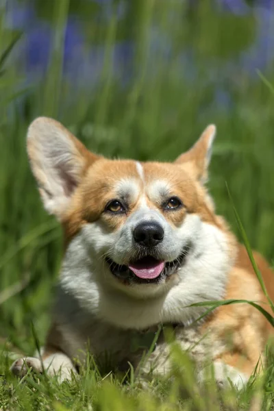 Vörös corgi a virágzó íriszek között — Stock Fotó