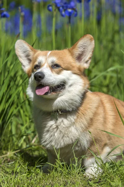 Corgi rojo entre iris florecientes —  Fotos de Stock